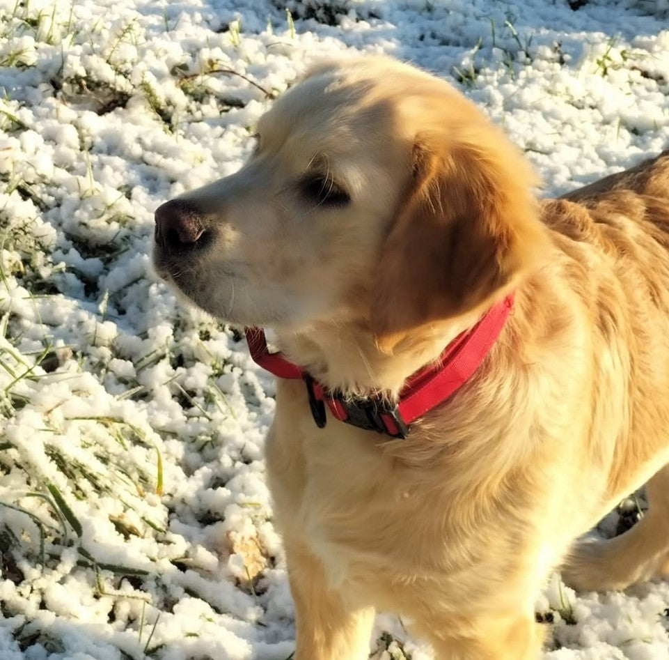 Dog Dreamer in the Snow – Toile imprimée portrait animal